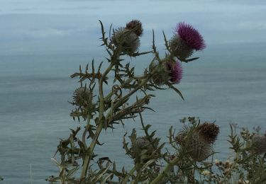 Tocht Stappen Witzand - Wissant à Cap Blanc Nez par marrée basse - Photo