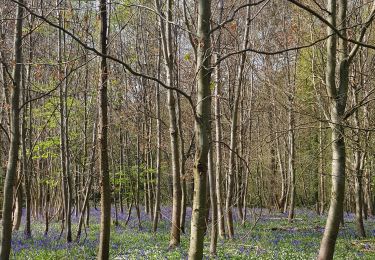 Tocht Stappen Thuin - Gozée-bois de Reumont-Gozée - Photo