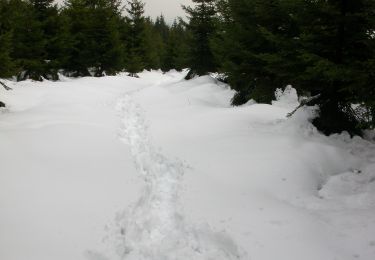 Trail On foot Wernigerode - Rund um den Erdbeerkpf (2) - Photo