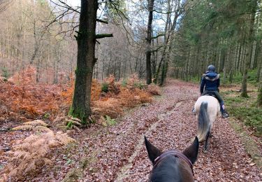 Randonnée Randonnée équestre Habay - Forêt de Rulles - Photo