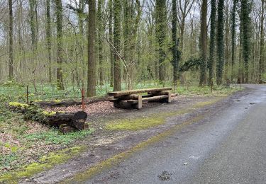 Tocht Stappen Halle - Hallerbos famiglie 2024 aggiungere 1 km x tornare parcheggio)  - Photo