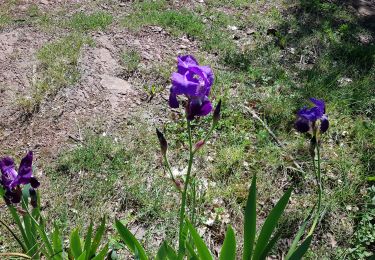 Excursión Marcha nórdica Le Puech - Les Hémies - Le Puech - Cayroux - Photo