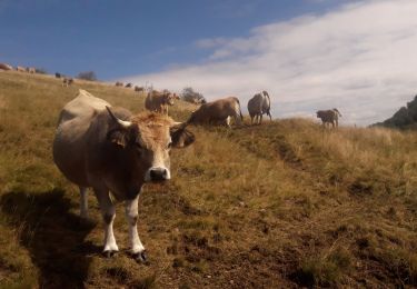 Tocht Stappen Bussang - les neufs bois depuis la Bouloie - Photo