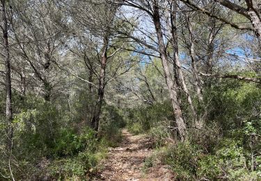 Percorso sport Le Castellet - Vallon du canet 27.02.24 - Photo