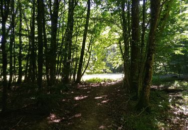 Tour Wandern Sentheim - Buchberg - Rocher du Poilu  - Photo