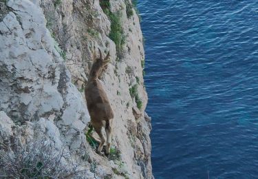 Tour Wandern Nerja - Parking Cañada real - Peñón del Fraile- Playa Cañuelos - Photo