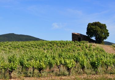 Tocht Stappen Laurens - Rando LA MAURELLE - Photo