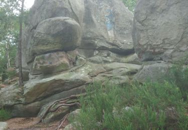 Tocht Stappen Fontainebleau - cimetière de Fontainebleau 10 août 2021  - Photo