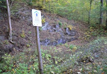 Randonnée A pied Harzgerode - Grüner Punkt Weg - Photo