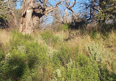 Tour Wandern Bormes-les-Mimosas - bormes forêt domaniale des Maure Pera- le Boeuf - Photo