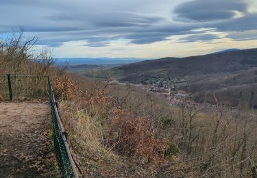 Tocht Stappen Andlau - Andlau-Spesbourg - Photo