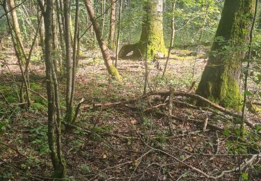 Excursión Senderismo Lumigny-Nesles-Ormeaux - parcours du 21092024 - Photo