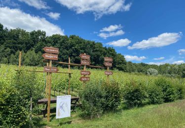 Excursión Senderismo Rixensart - De la gare de Genval à la gare de Hoeilaart - Photo