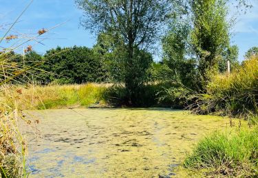 Tour Wandern Sint-Truiden - La reserve naturelle Op d’Hei à Runkelen - Photo