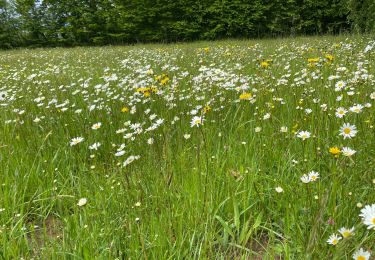 Percorso Marcia Gerpinnes - Jacinthe des bois fin - Photo