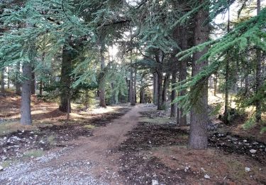 Excursión Senderismo Levens - Crête du Ferion par Levens  - Photo