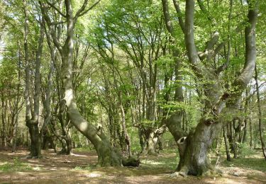 Excursión A pie Desconocido - [A17] Annaberger Hof Rundwanderweg - Photo