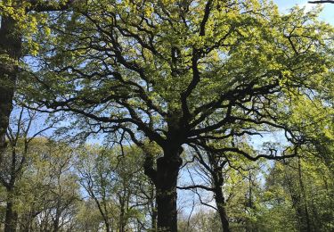 Excursión Senderismo Viroflay - Viroflay rive gauche (Bois de Meudon) - Photo