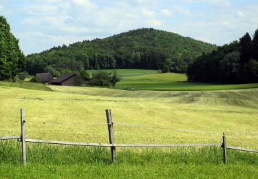 Percorso A piedi Oetwil an der Limmat - Weiningen - Oetwil - Photo