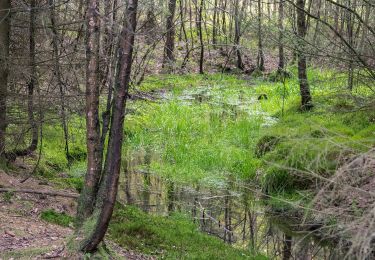 Tour Zu Fuß Willebadessen - Rundwanderweg 