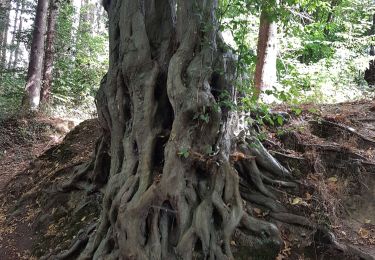 Trail Walking Trooz - Nessonvaux - Fraipont - Banneux - Trasenster - Photo