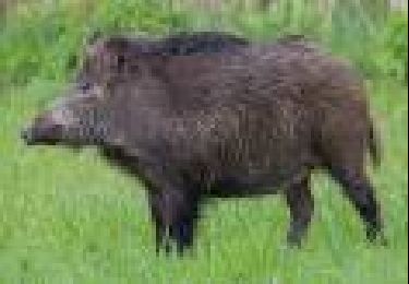 Randonnée Chasse Bas-et-Lezat - Forêt de Randan des longs becs - Photo