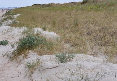 Tour Wandern Notre-Dame-de-Monts - Notre-Dame-de-Monts-Découverte forêt et dunes - Photo