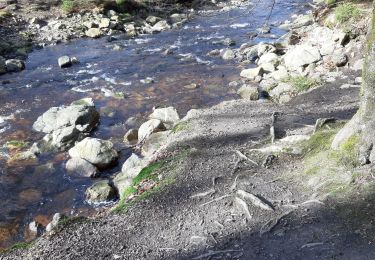 Trail Walking Waimes - ternel eupen - Photo