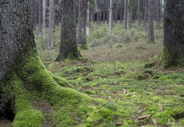 Tour Zu Fuß Lierneux - Lierneux 20 - Photo