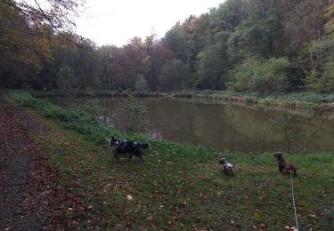 Trail Walking Durbuy - Adeps Izier - Photo