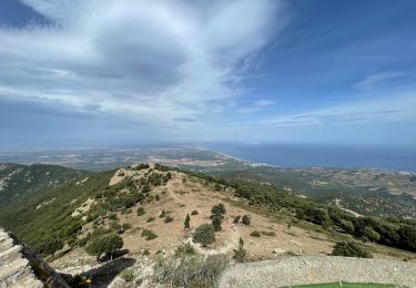 Trail Mountain bike Argelès-sur-Mer - Tour massane depuis Vallmy - Photo