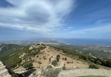 Tour Mountainbike Argelès-sur-Mer - Tour massane depuis Vallmy - Photo