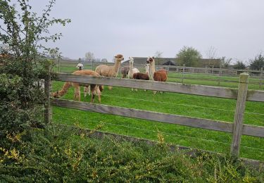 Tour Wandern Steenwerck - NJM 10/11/2024 Steenwerck - Photo