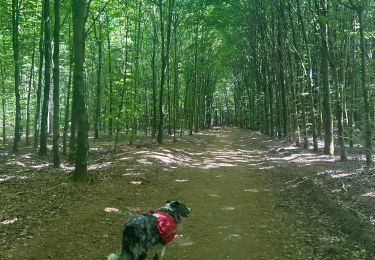 Trail Walking Florenville - Les Épioux  - Photo