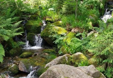 Trail Walking Gérardmer - Merrelles - Photo