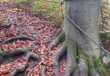 Tour Wandern Namen - Marche-les-Dames - Photo