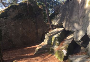 Tocht Noords wandelen Fontainebleau - Carrefour montmorrin  - Photo