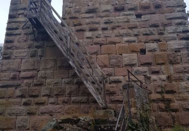 Trail Mountain bike Riquewihr - Riquewihr - Photo