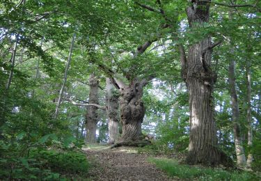 Tour Zu Fuß Changé - Sentier de randonnée pédestre #10 - Photo