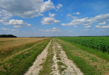 Tour Wandern Saint-Branchs - la Fontaine - Saint-Branchs - 14.1km 120m 3h10 - 2020 06 24 - Photo