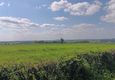 Tour Wandern Jalhay - Solwaster sud - balade losange jaune - Photo