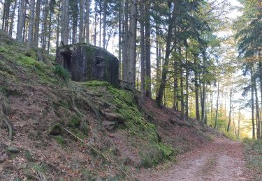 Trail Walking Windstein - Rando Maginot Windstein - Photo