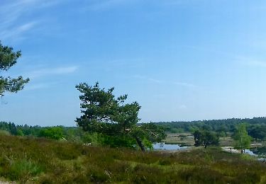 Tocht Te voet Bergen - Wandelroute Rivierduinen - Photo