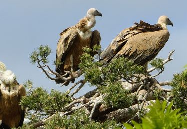 Tour Wandern Le Buisson - Gite de Sagnebesse -  loups du Gevaudan - Sainte Luce - Photo