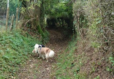 Tour Wandern Welkenrath - boucle Welky Baelen  - Photo