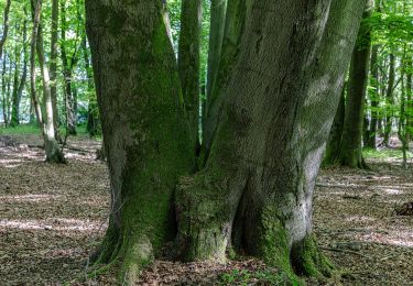 Tocht Te voet Haltern am See - Aufm Eck Rundweg A5 - Photo