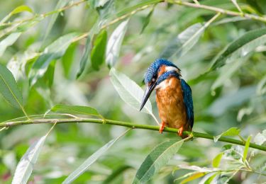 Percorso A piedi Monheim am Rhein - Urdenbacher Kämpe - Rund um den Auwald - Photo