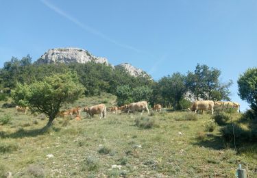 Trail Mountain bike Gras - Dent de retz VTT - Photo
