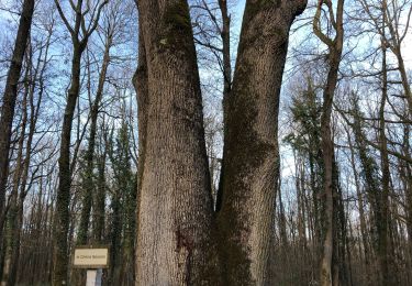 Tour Wandern Smarves - Bois de saint Pierre - Photo