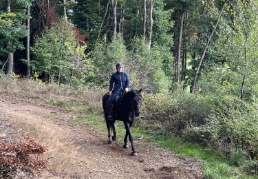 Trail Horseback riding Bastogne - Livarchamps 18/09/2022 - Photo